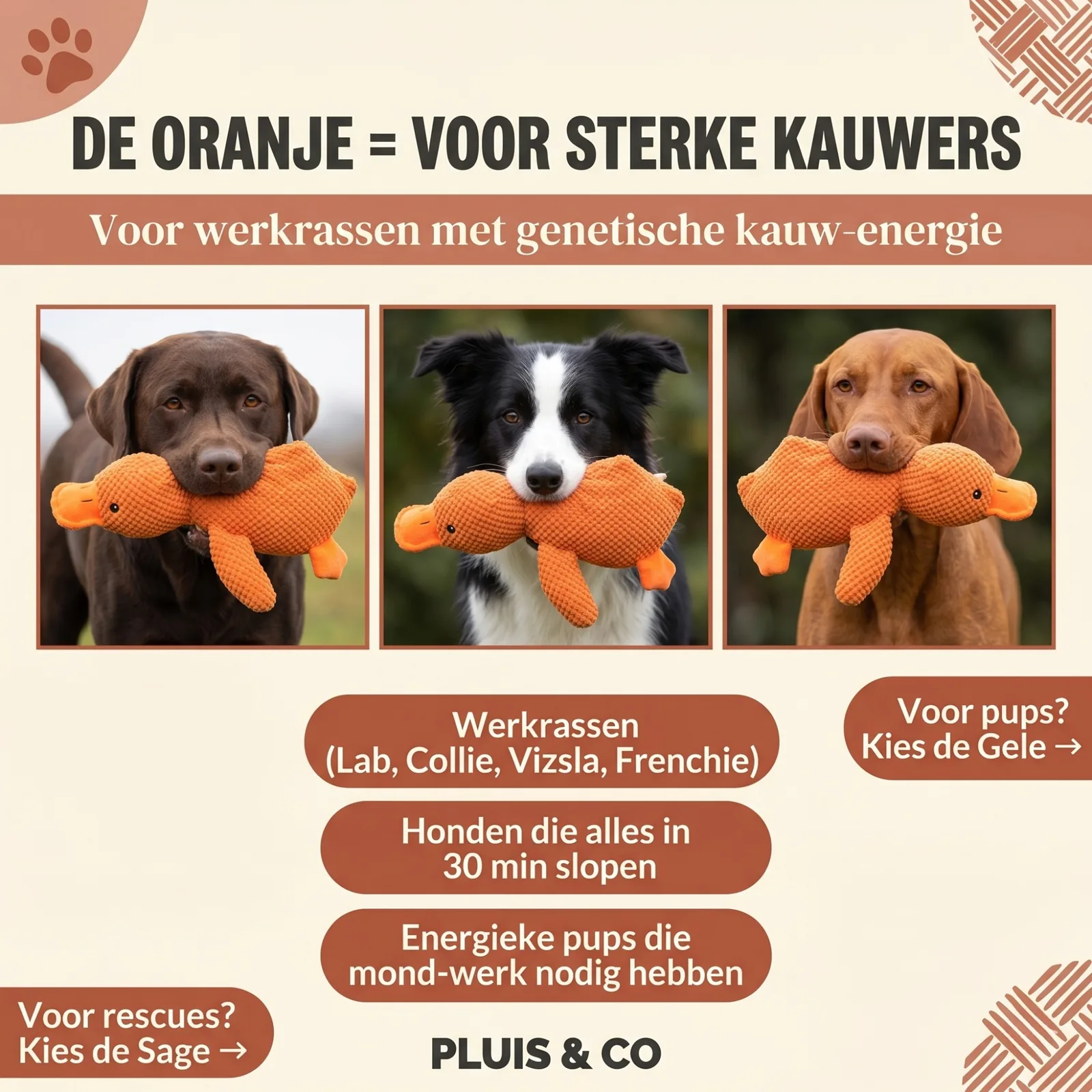 De Pluis Knuffel — De Oranje — foto 5