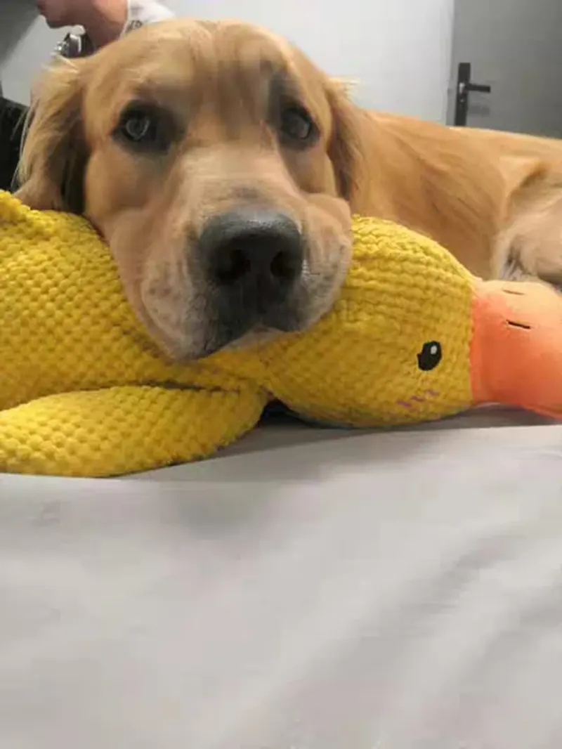 Golden Retriever met gele Pluis