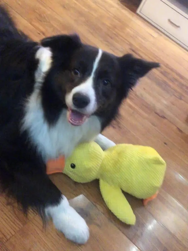 Border Collie met gele Pluis