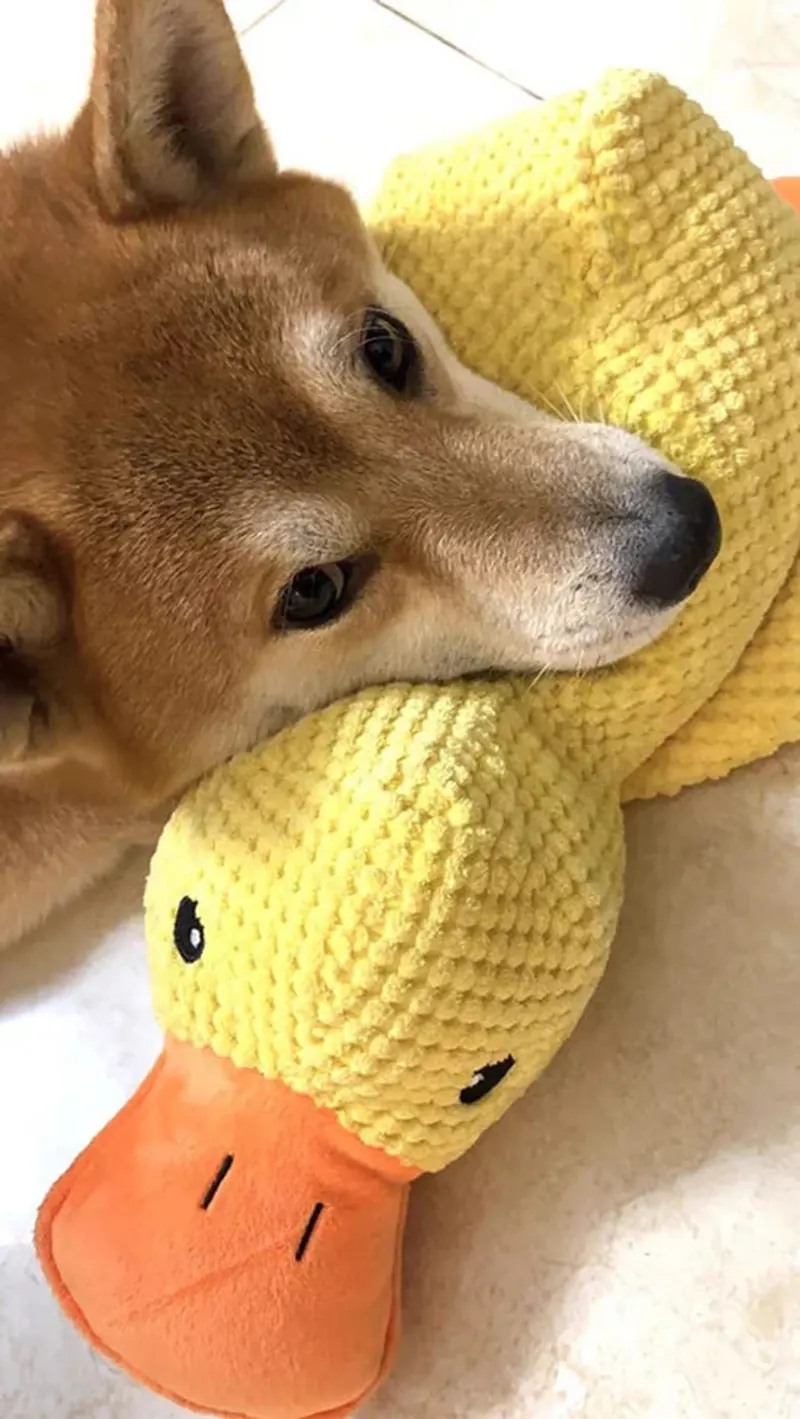 Shiba Inu met gele Pluis