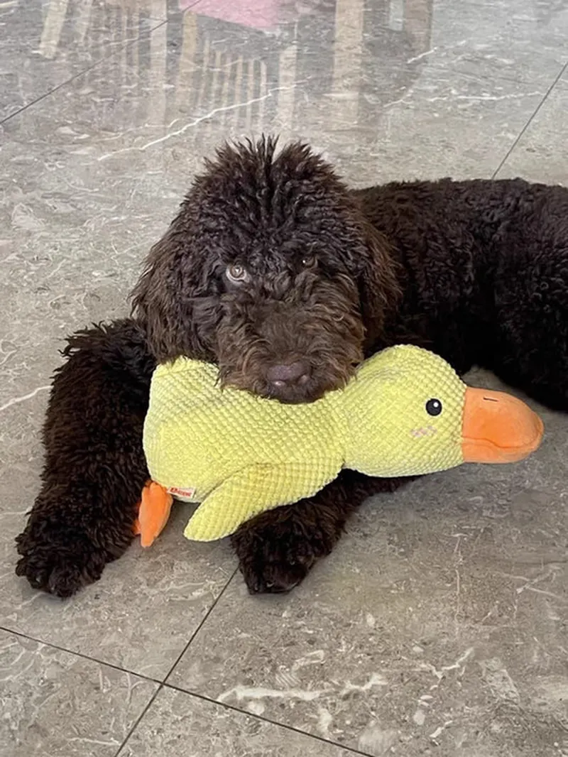 Labradoodle puppy met gele Pluis