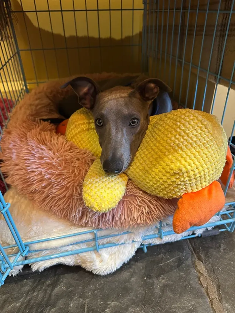 Whippet knuffelt met gele Pluis in mand