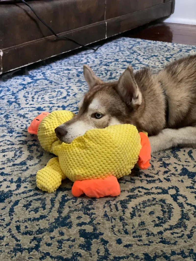 Husky met gele Pluis