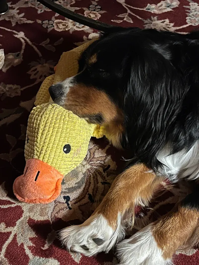 Cavalier slaapt op gele Pluis