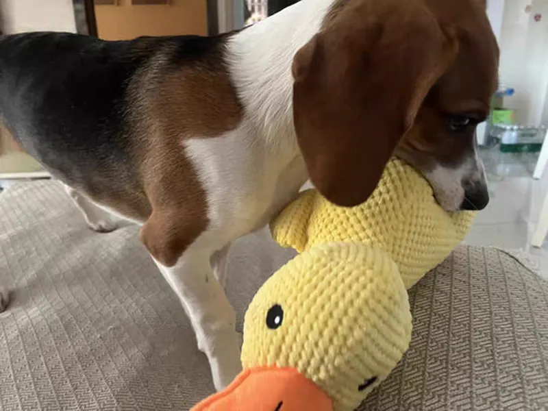 Beagle met gele Pluis