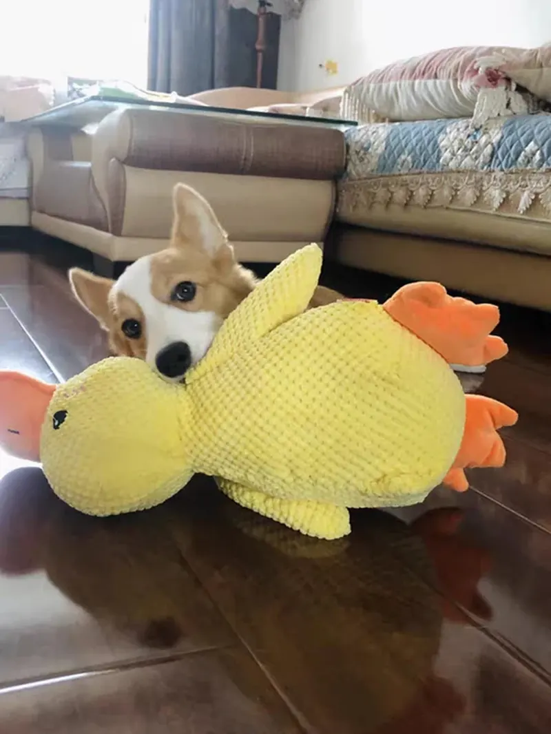 Corgi met gele Pluis